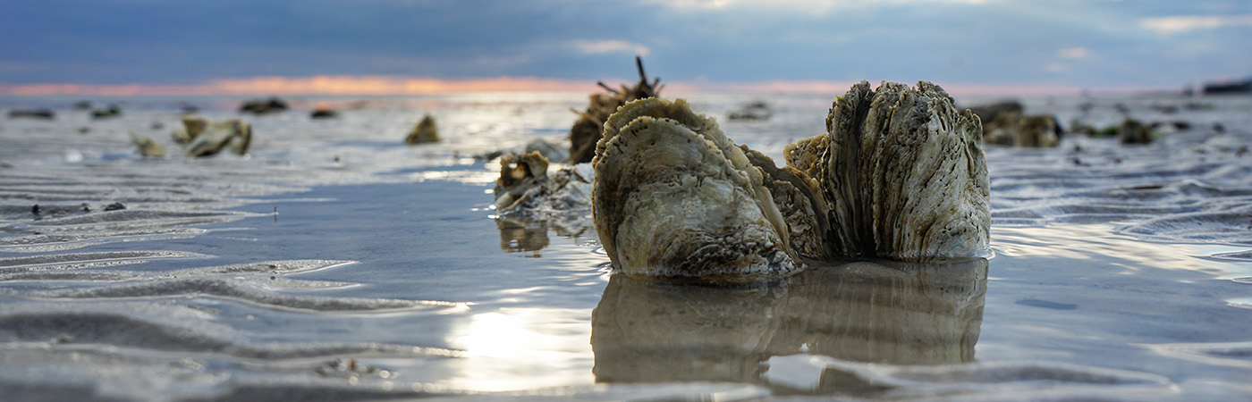 An oyster reef rises above the water.
